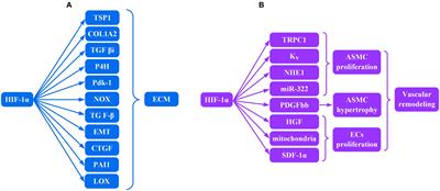 Targeting Hypoxia Inducible Factors-1α As a Novel Therapy in Fibrosis